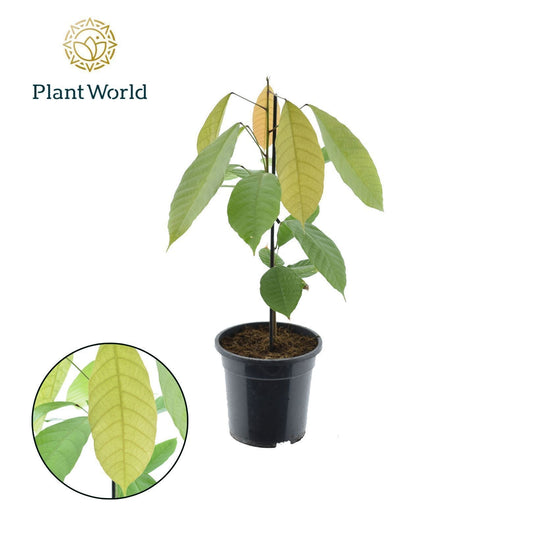 Foliage houseplants mix 60cm 19cm Pot