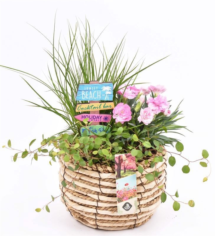JS-Creations arr. Plants Pack of 5