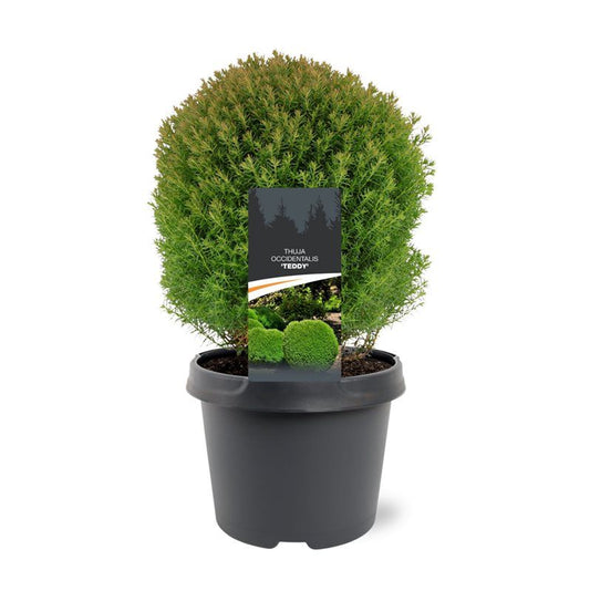 Thuja occidentalis Teddy 25cm 19cm Pot