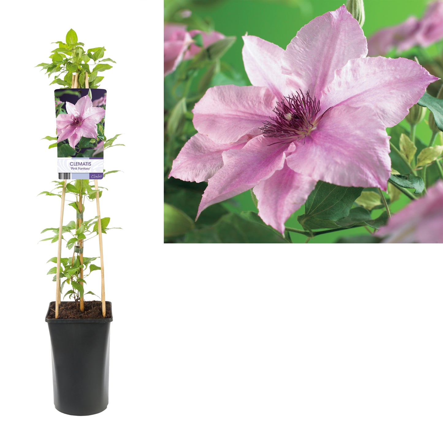 Starre BV, van der Clematis Pink Fantasy Pack of 4