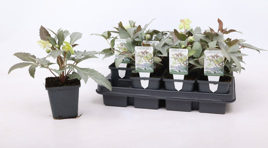Helleborus sternii 25cm 9cm Pot