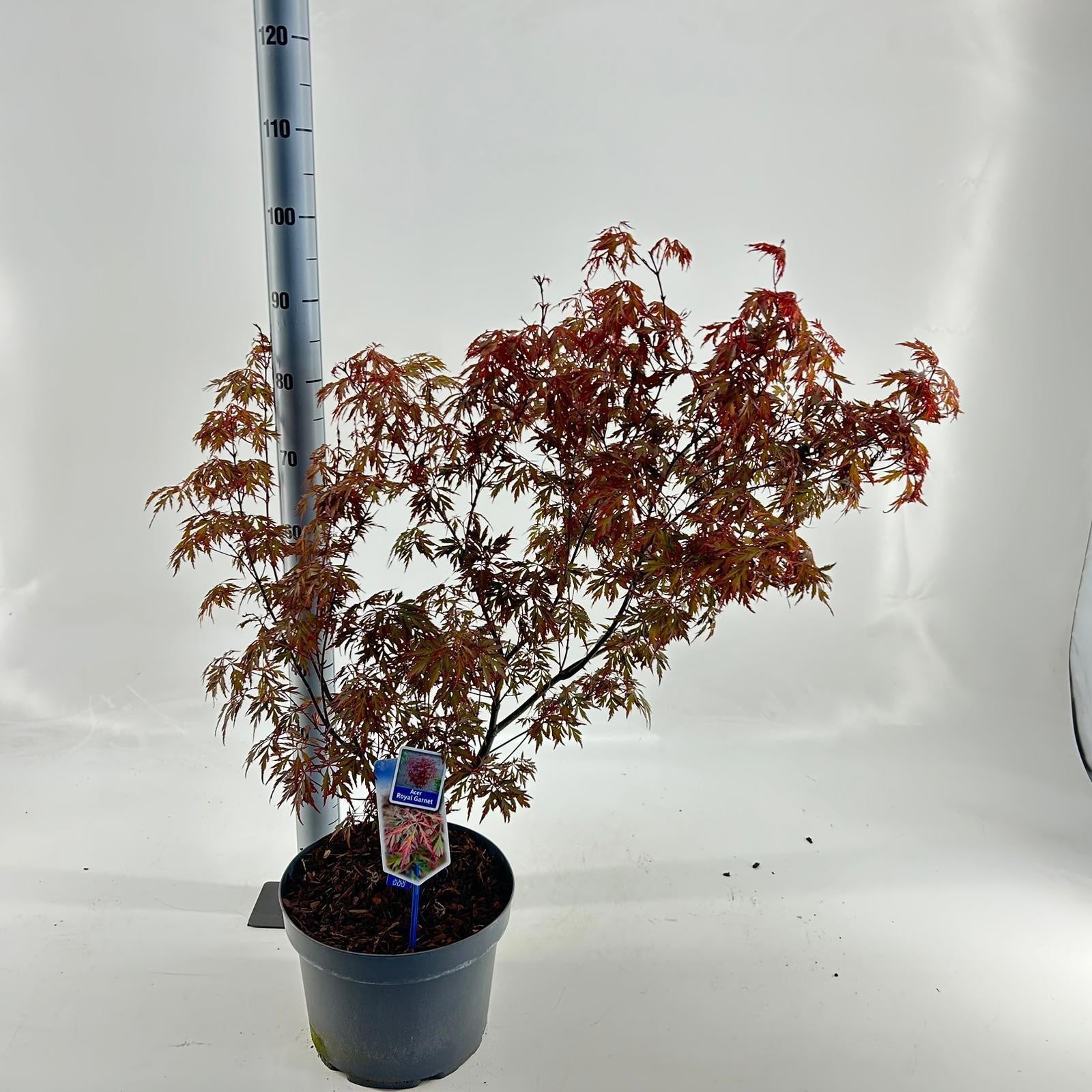 Acer palmatum 80cm 29cm Pot