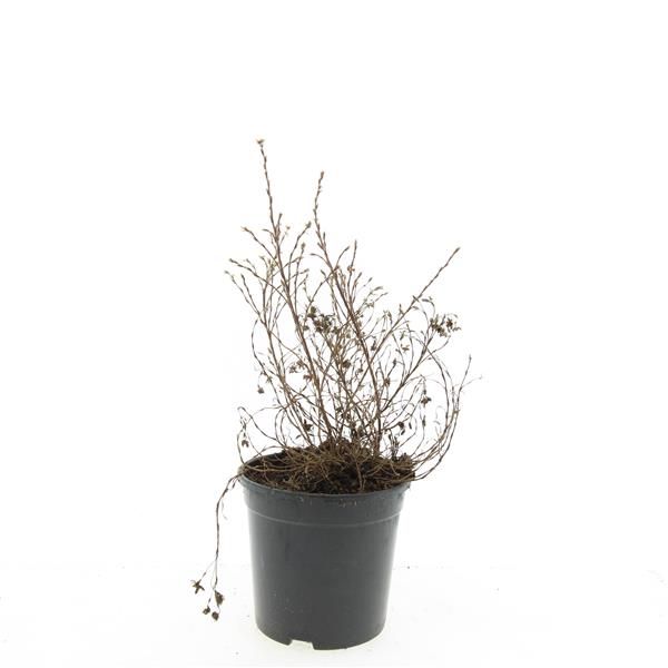 Potentilla frut. Kobold 25cm 14cm Pot
