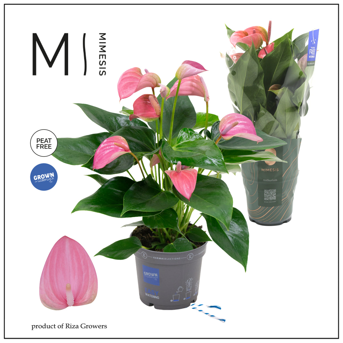 Anthurium Joli 45cm 12cm Pot
