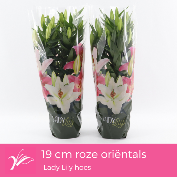 Wetering Potlilium BV Lilium oriental mix Pack of 1