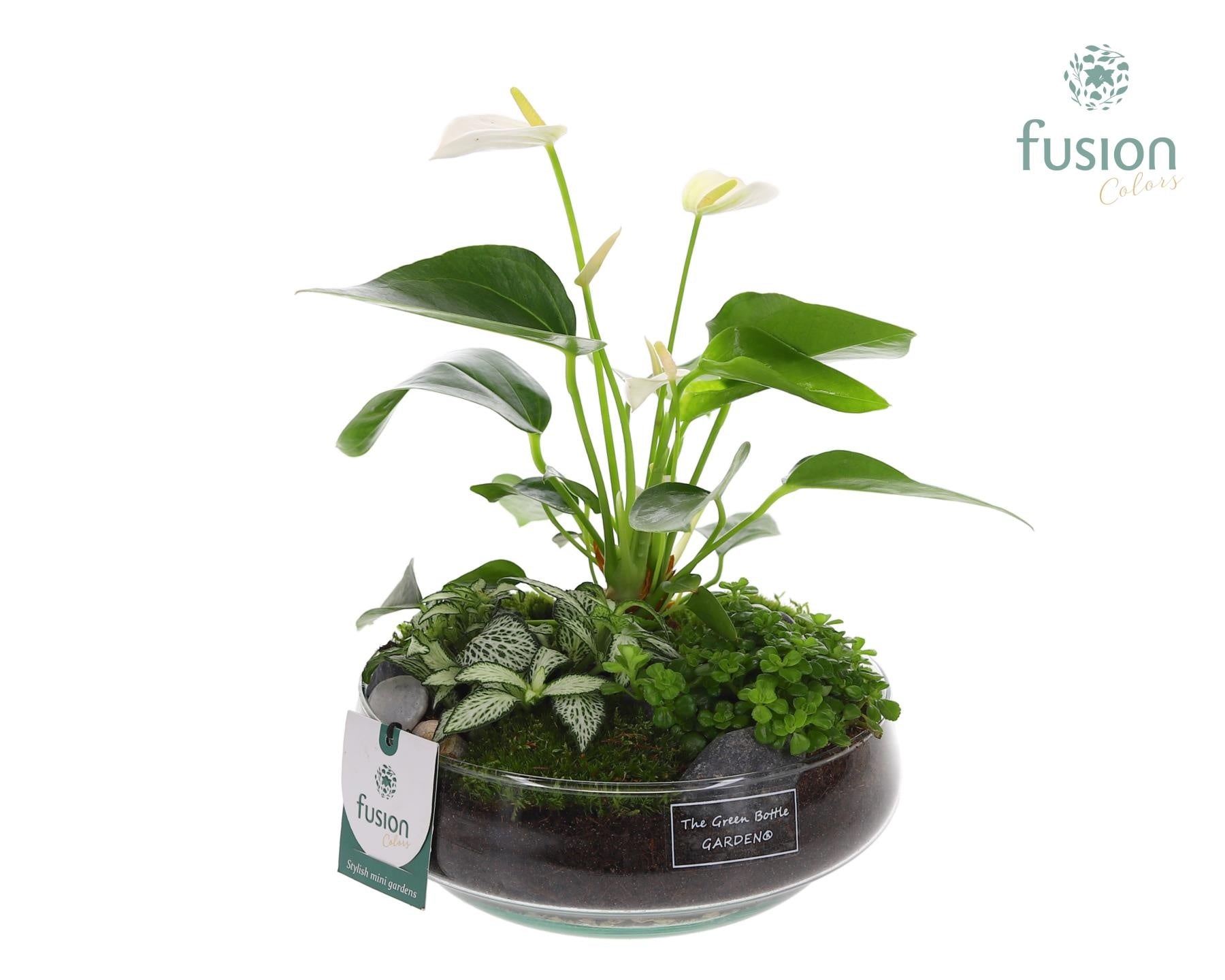 Fusioncolors BV Green Bottle Iris Medium met Anthurium Arrangement Pack of 3