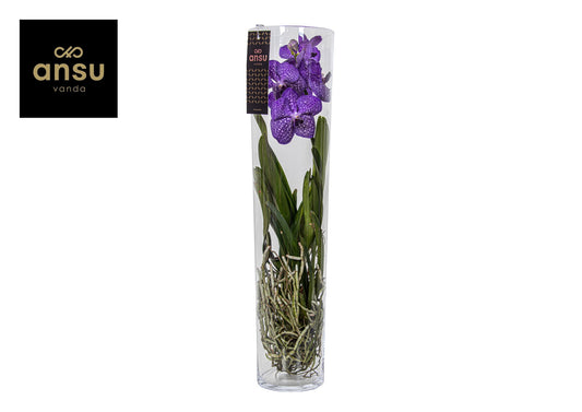 Ansu Vanda Michelle Pack of 1