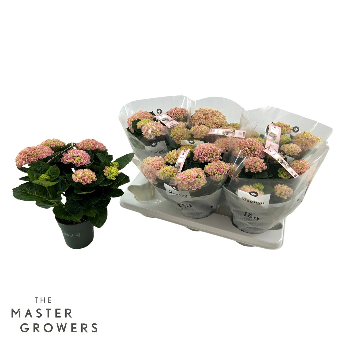 Hydrangea macrophylla Magical Revolution 30cm 12cm Pot