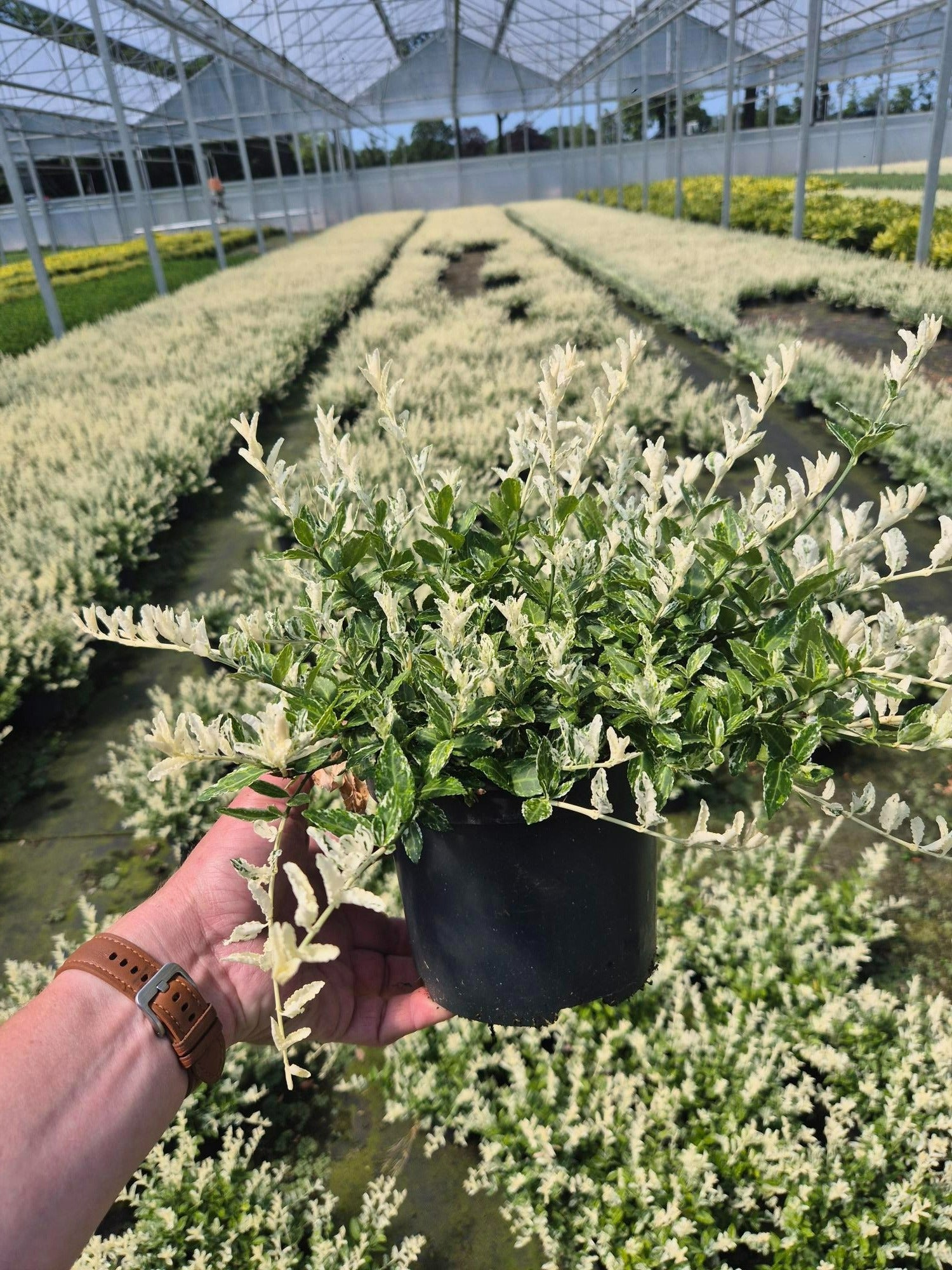 Roessel Tuinpl. VOF, B. v. Euonymus Harlequin Pack of 6