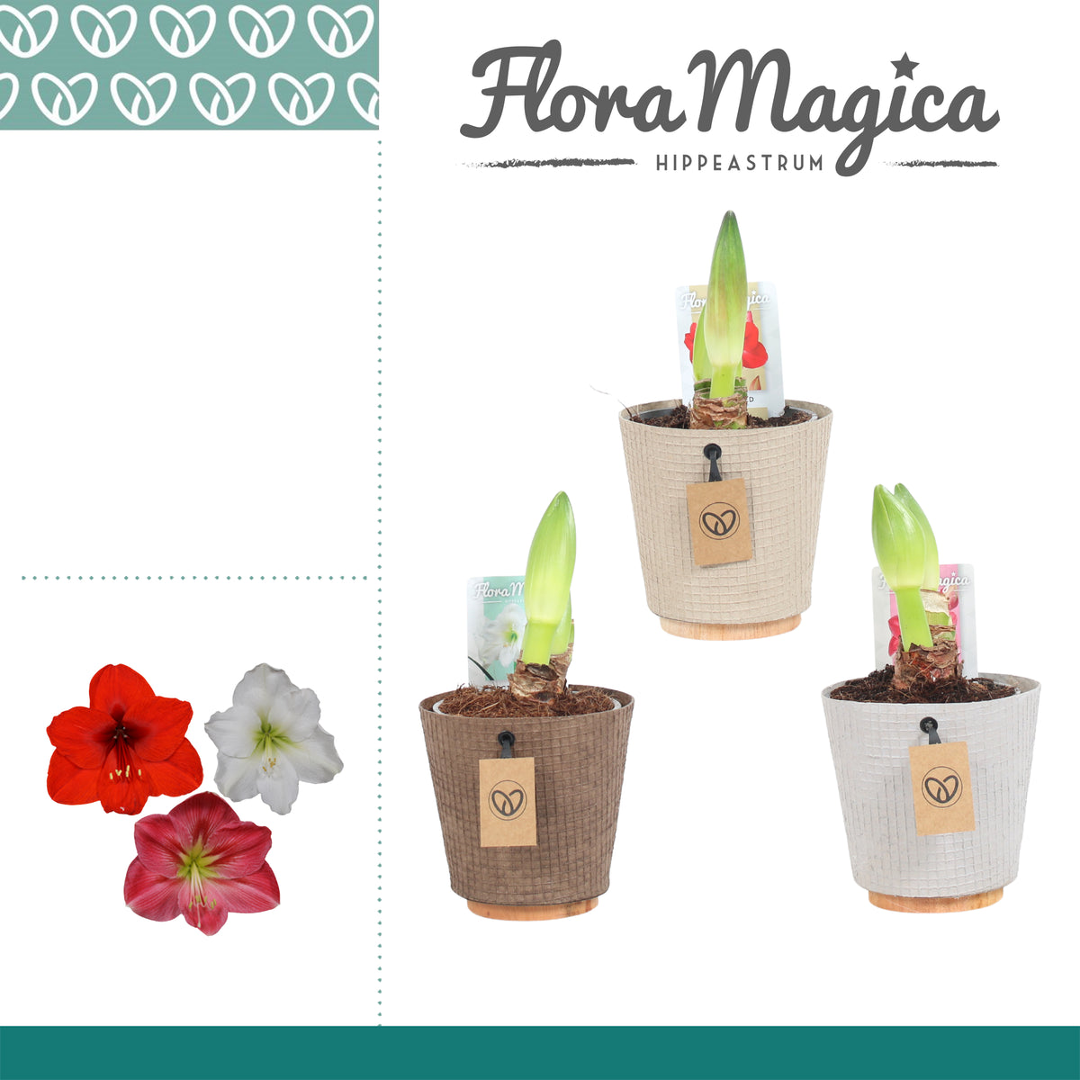 Hippeastrum 20cm 12cm Pot