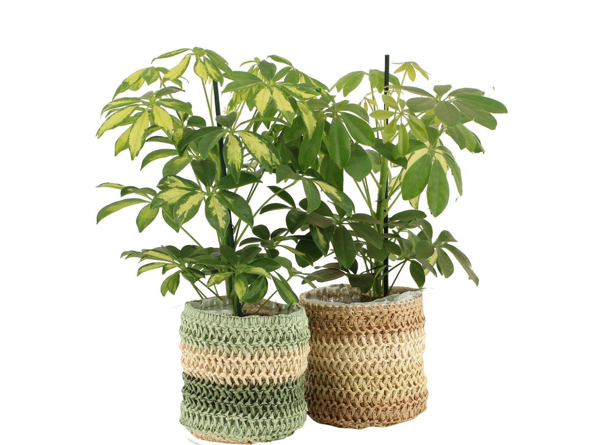 Schefflera Mme De Smet braided 45cm 13cm Pot