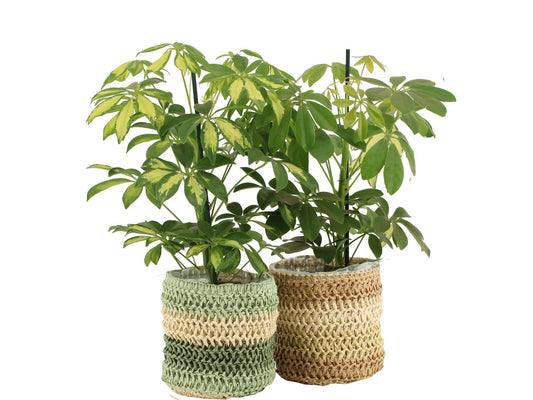 Schefflera Mme De Smet braided 45cm 13cm Pot