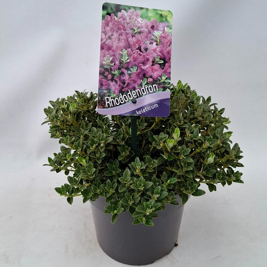 Rhododendron cal. subsp. keleticum 20cm 17cm Pot