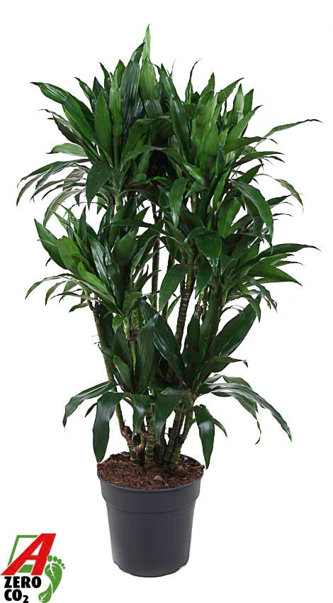 Dracaena fragrans Janet Craig 150cm 31cm Pot