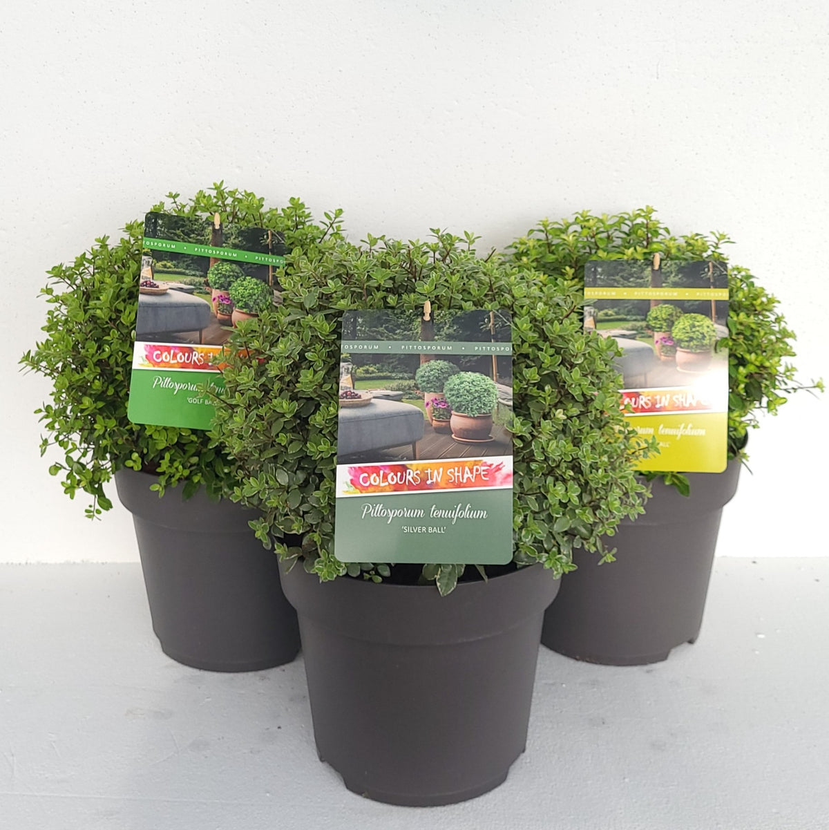 Pittosporum mix 50cm 29cm Pot