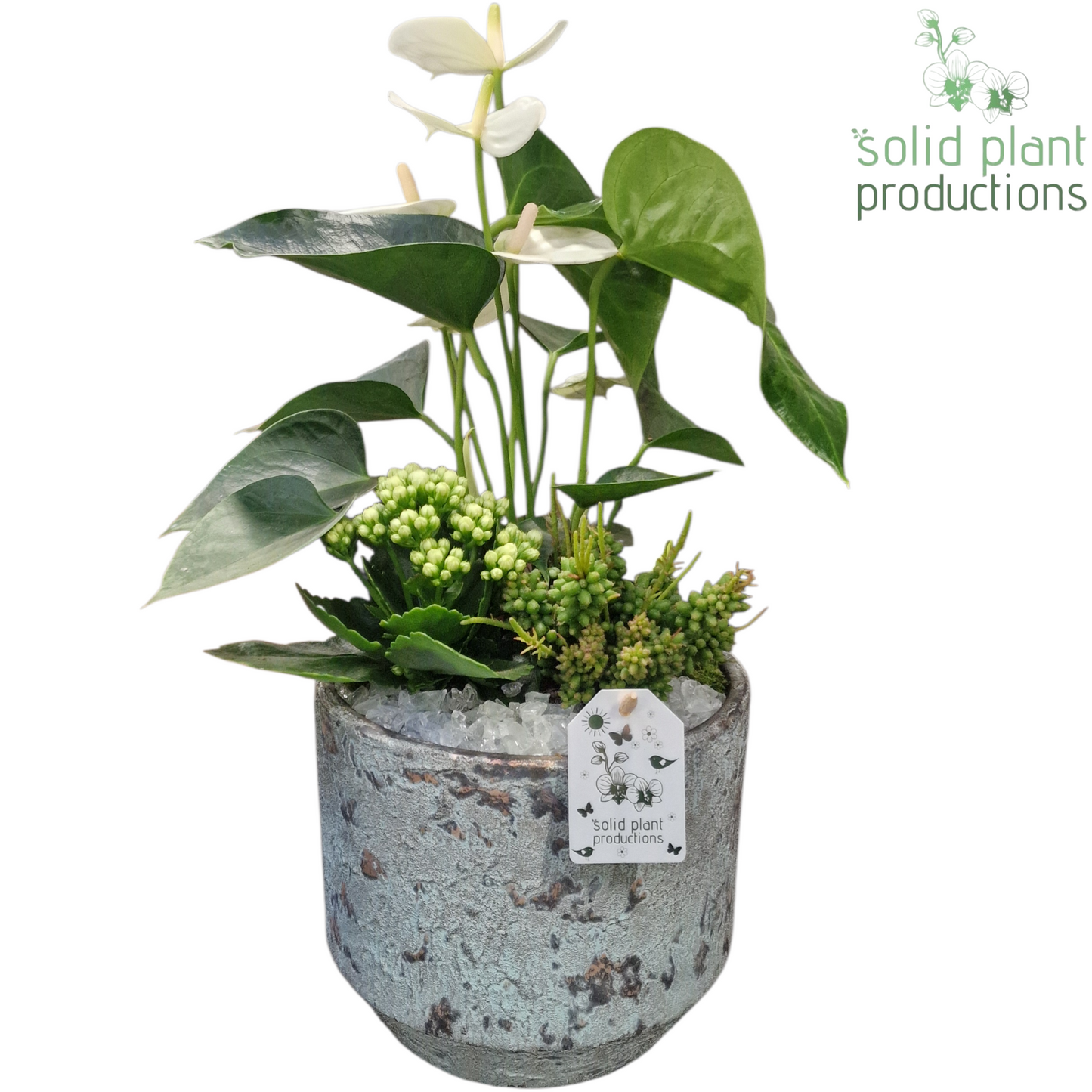 Solid Plant Productions AT222 Maria Aqua Pot Anthurium Pack of 3