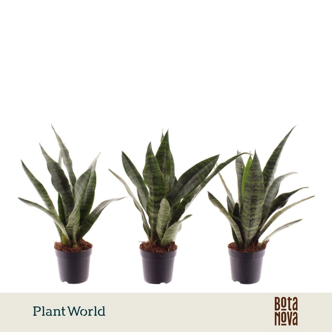 Plantworld Jogrow Sansevieria Black Coral Pack of 16