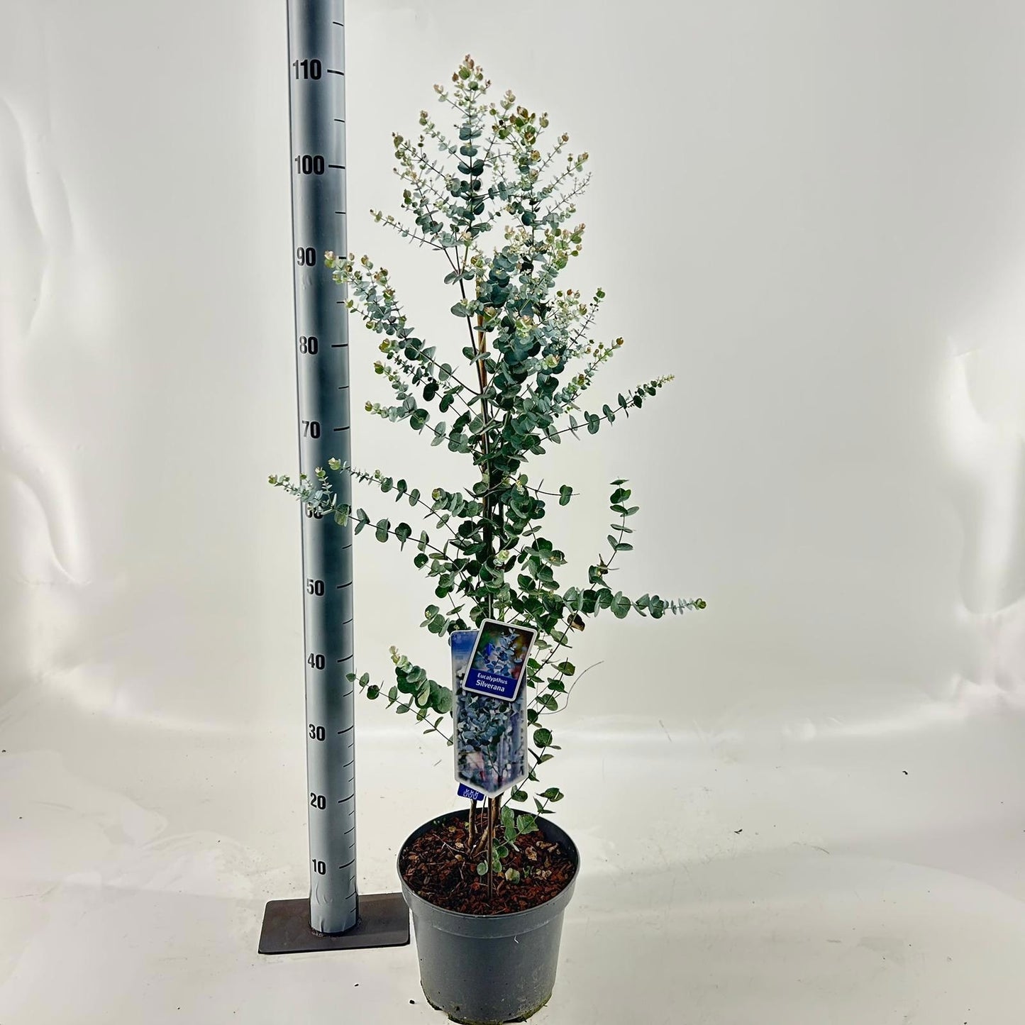 Eucalyptus gunnii 120cm 23cm Pot