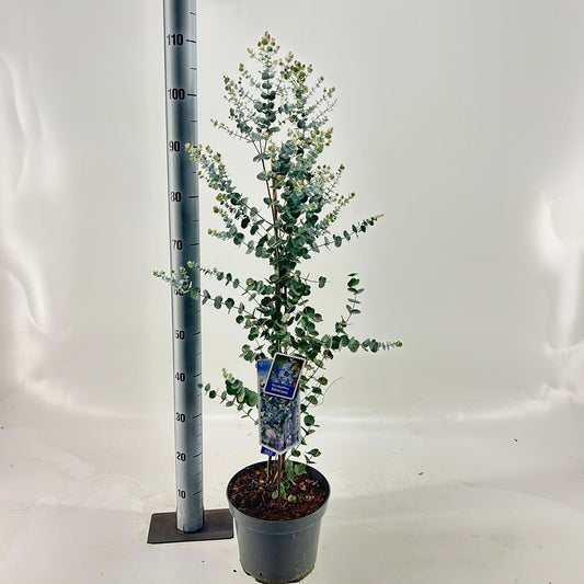 Eucalyptus gunnii 120cm 23cm Pot