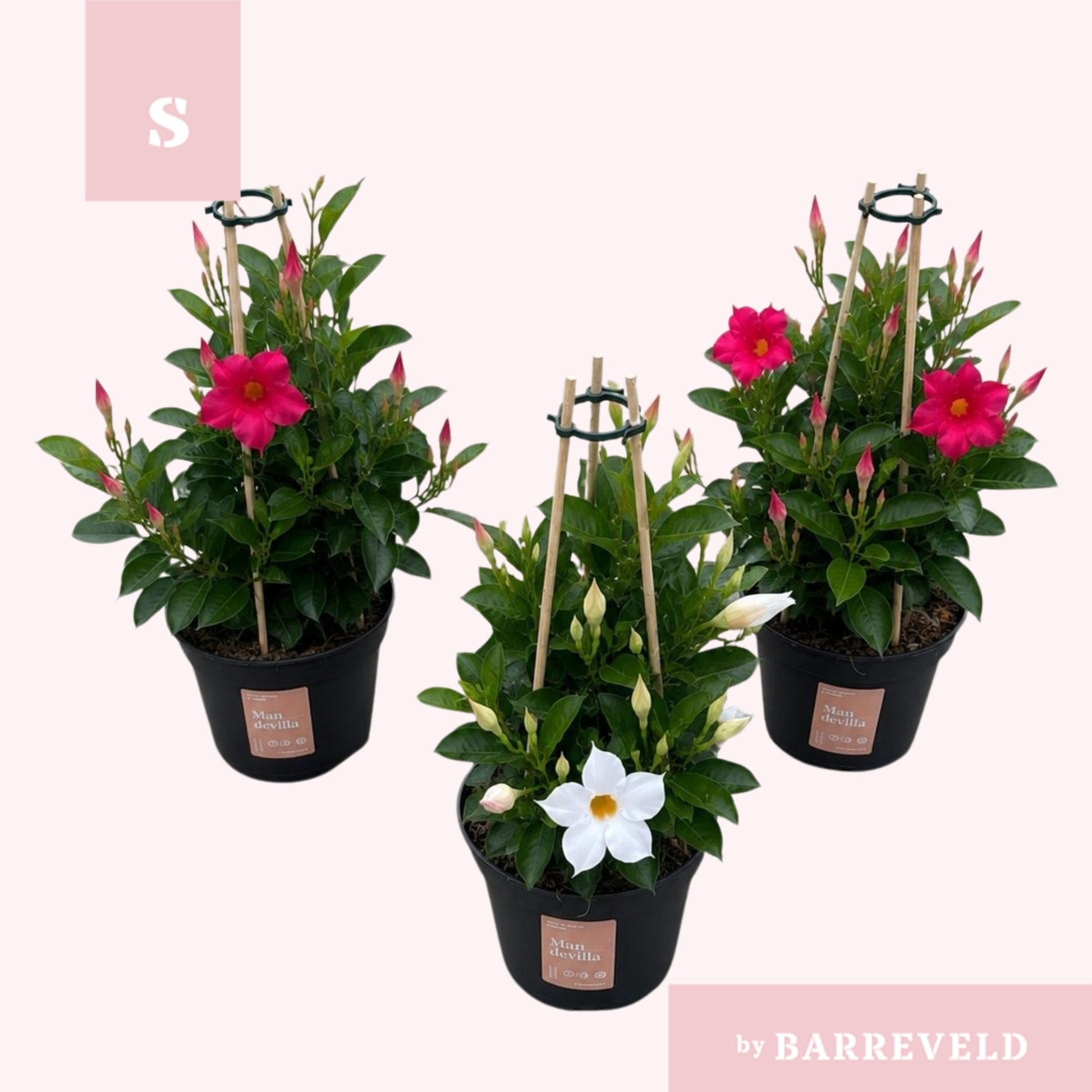 Mandevilla mix 40cm 14cm Pot