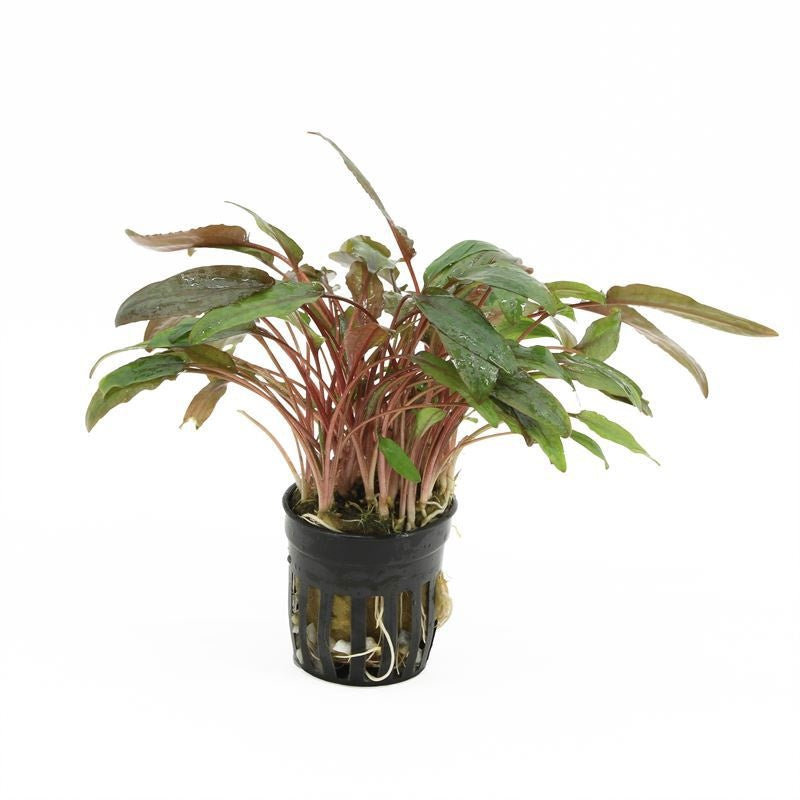 Cryptocoryne beckettii 10cm 5cm Pot