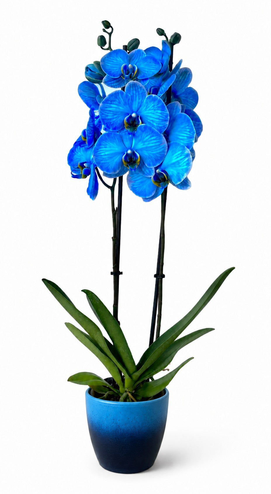 Phalaenopsis Hybrid 60cm 12cm Pot