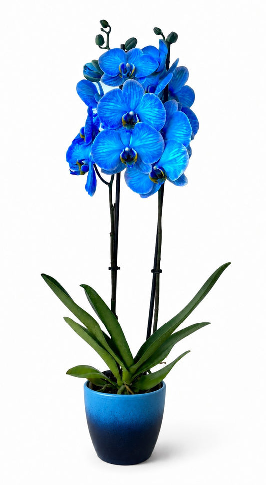 Phalaenopsis Hybrid 60cm 12cm Pot