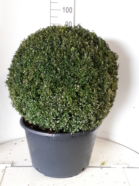 Buxus sempervirens ball 110cm 40cm Pot
