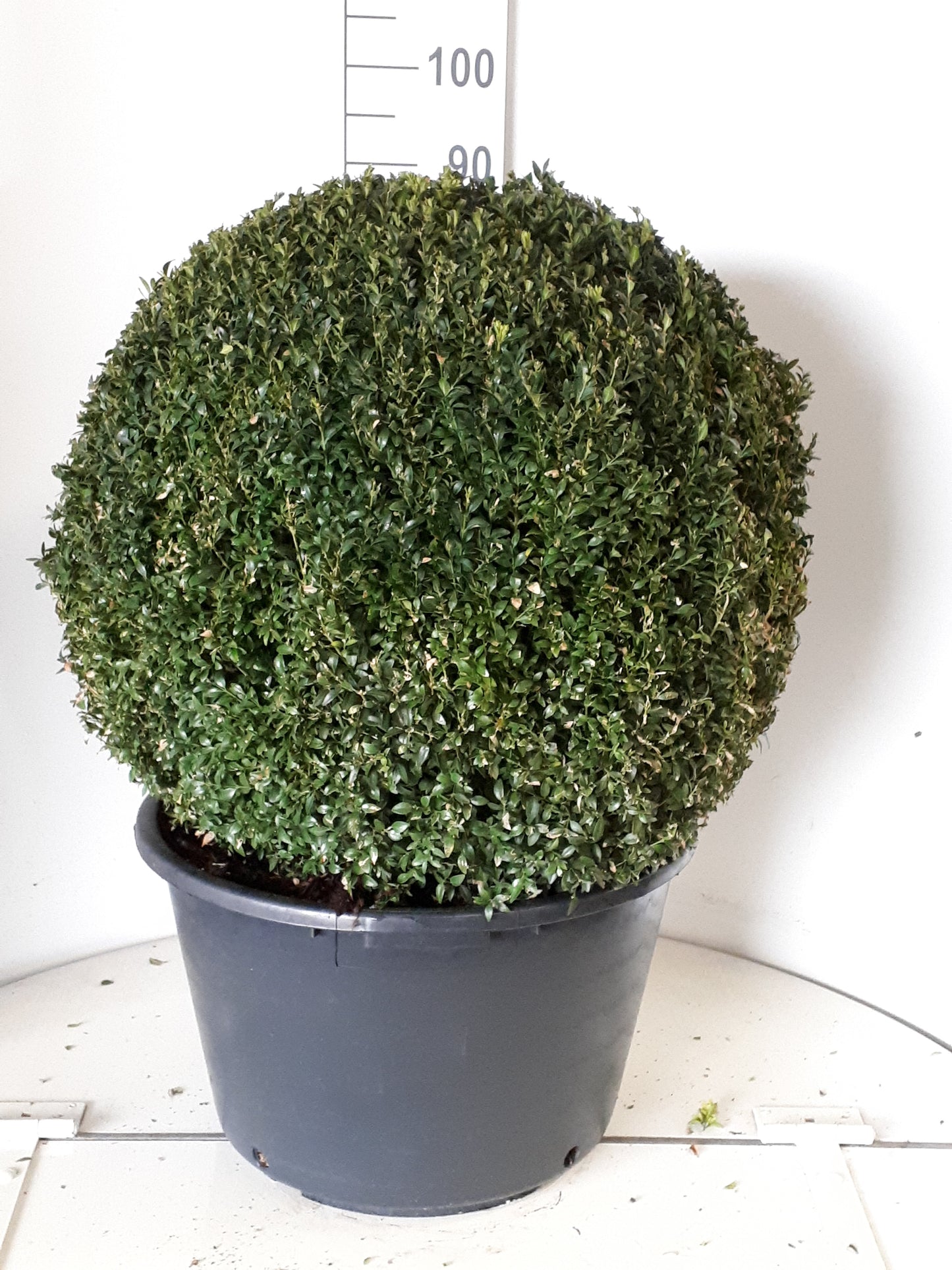 Buxus sempervirens ball 110cm 40cm Pot