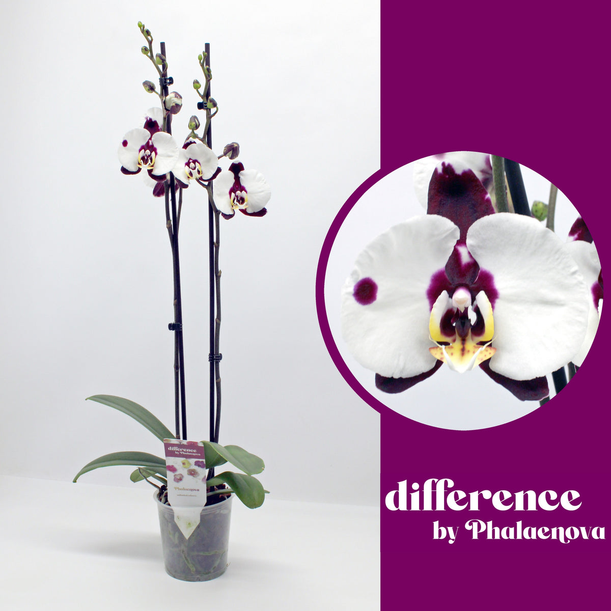 Phalaenopsis Polka Dots 65cm 12cm Pot