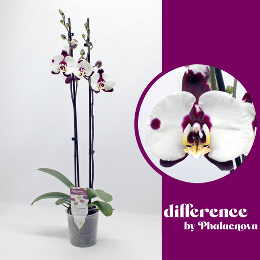 Phalaenopsis Polka Dots 65cm 12cm Pot