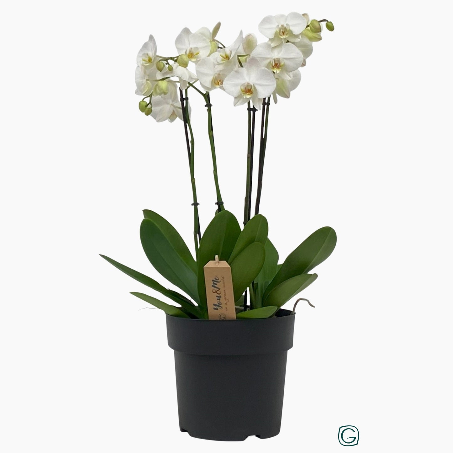 Phalaenopsis white 75cm 23cm Pot
