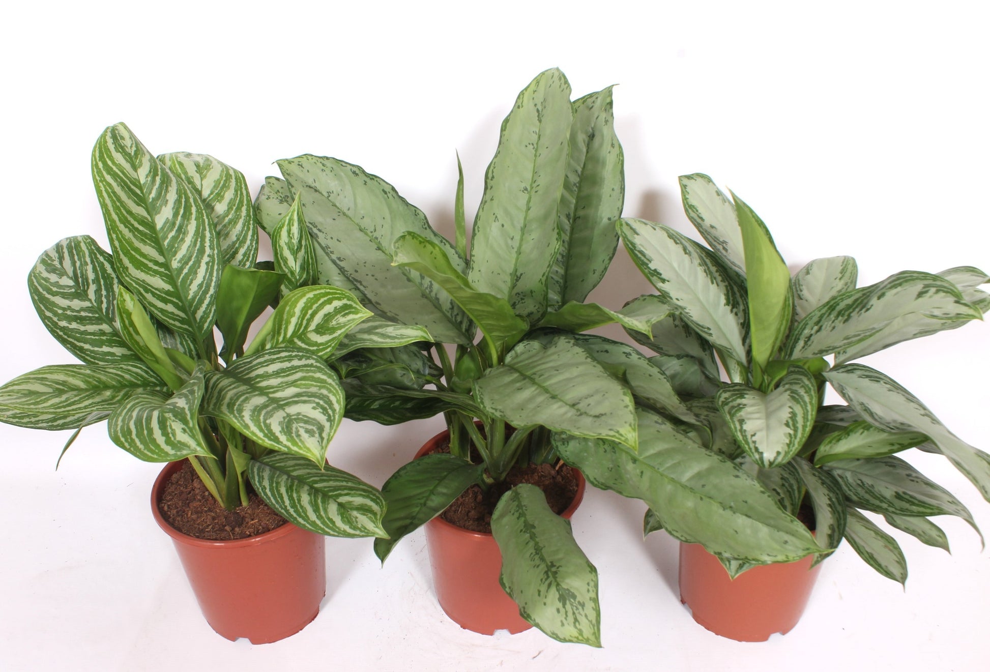 Fachjan BV Aglaonema mix Pack of 15