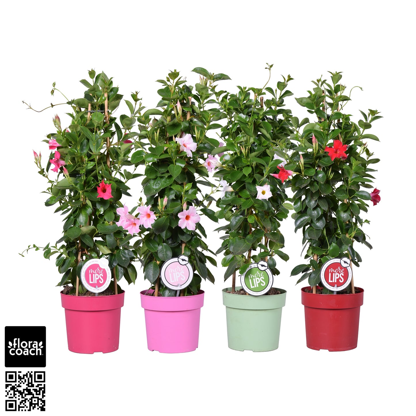 Mandevilla 75cm 19cm Pot