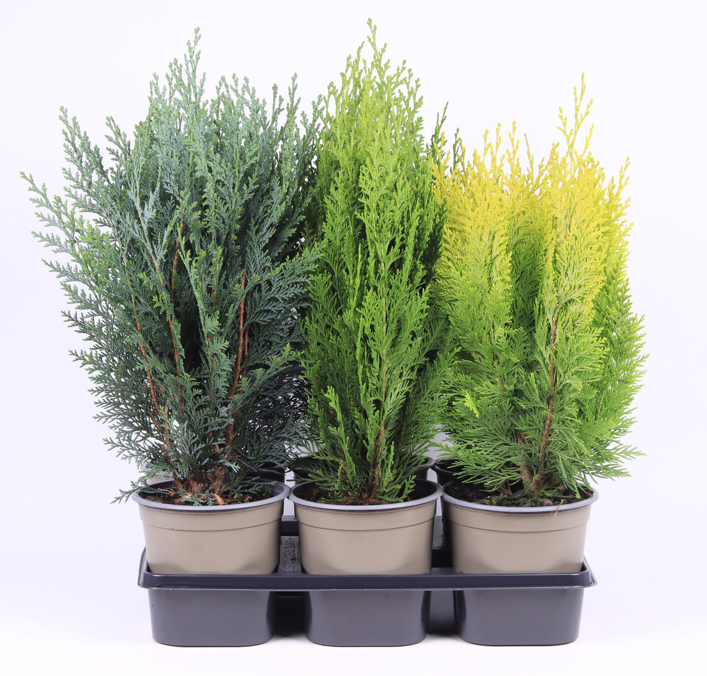 Chamaecyparis mix 40cm 15cm Pot