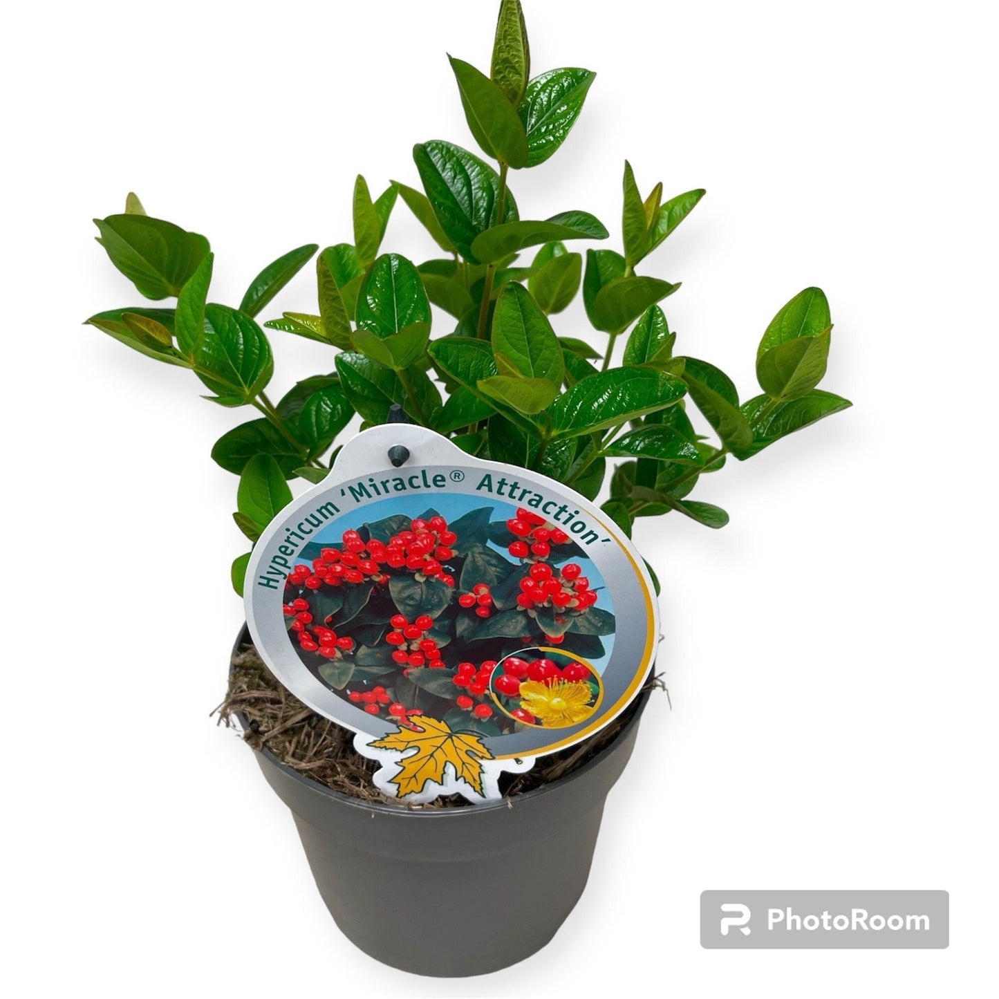Hypericum Miracle Attraction 40cm 13cm Pot