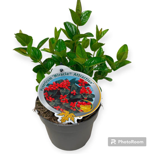 Hypericum Miracle Attraction 40cm 13cm Pot