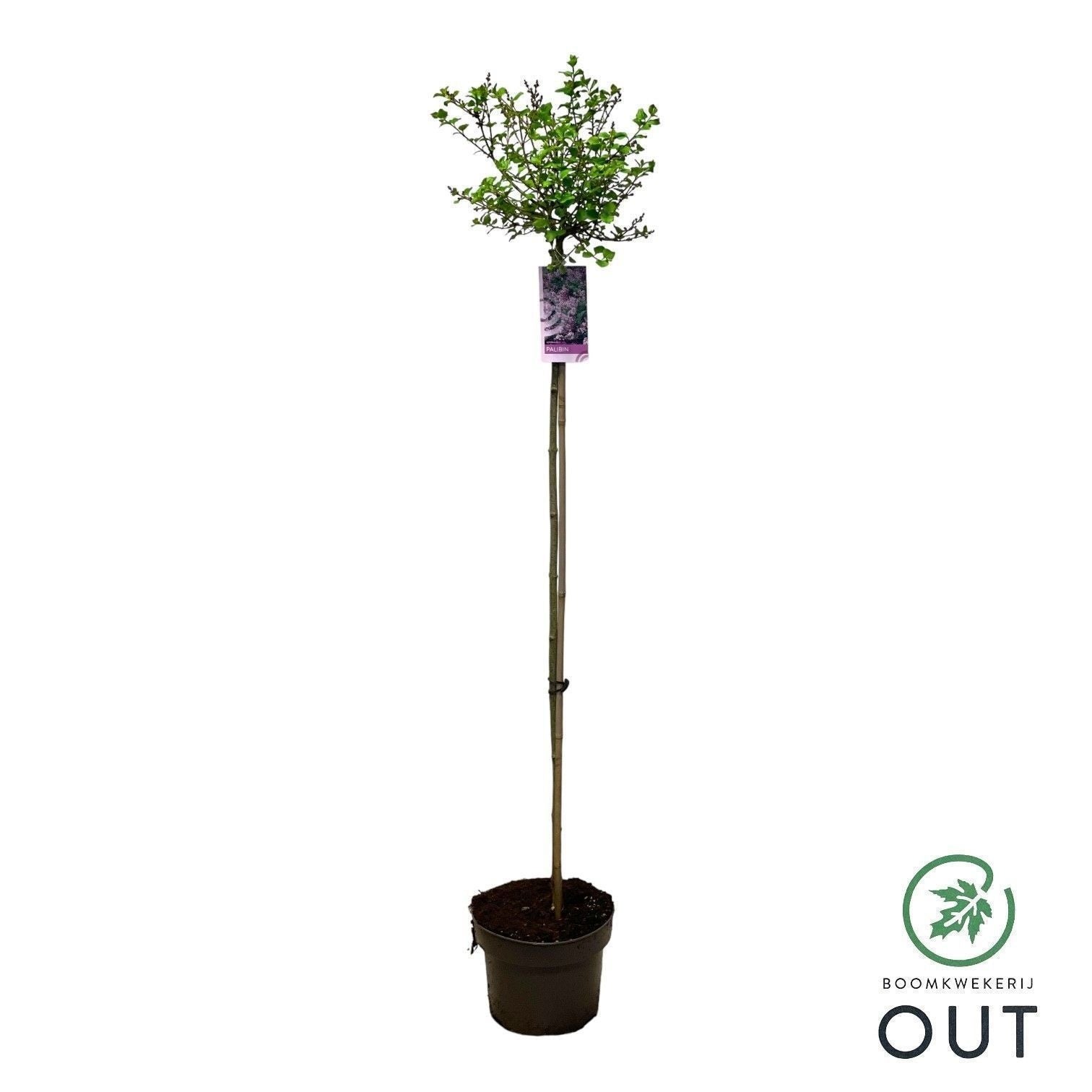 Syringa meyeri Palibin 130cm 23cm Pot