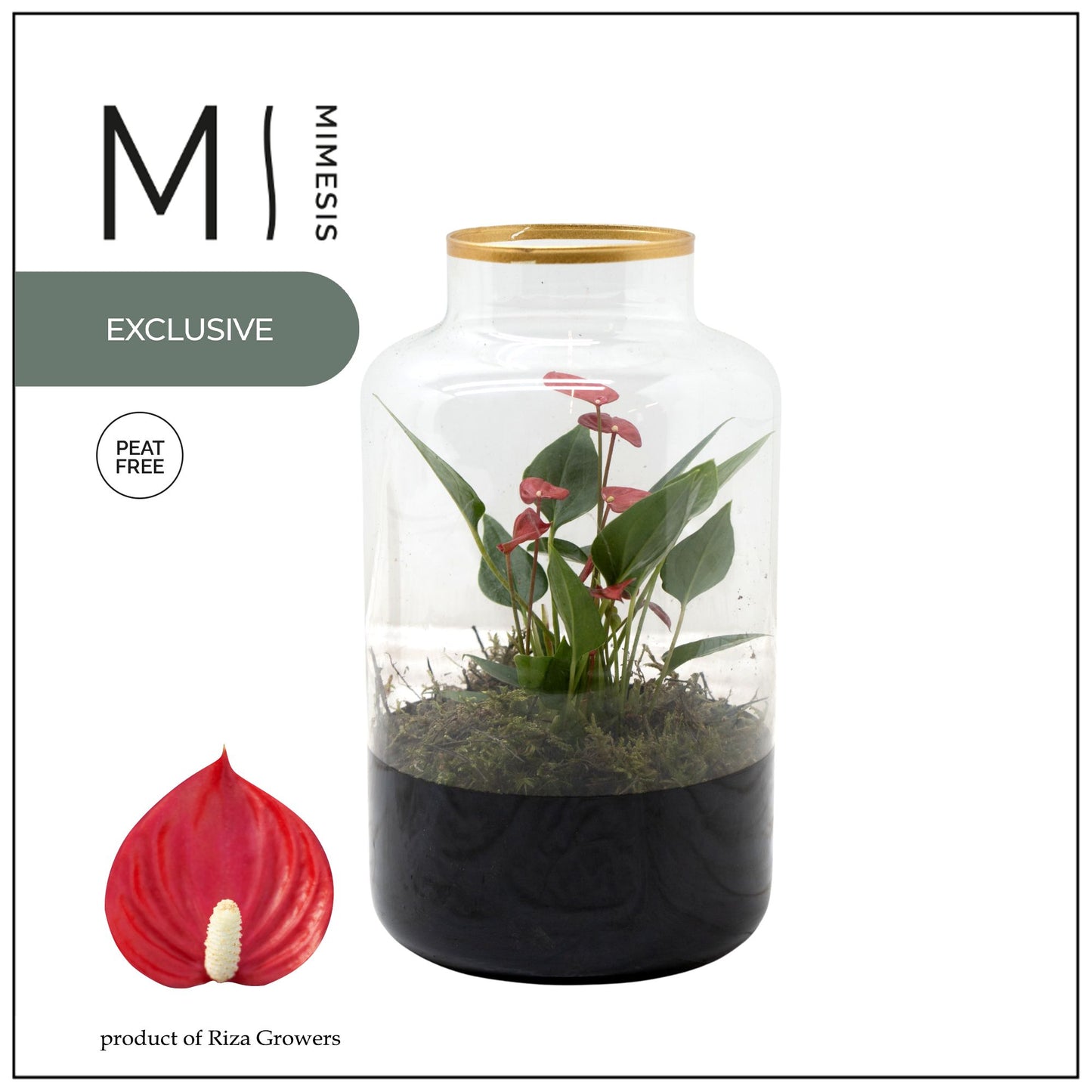 Riza Karma Plants arr. Orchidee Pack of 4