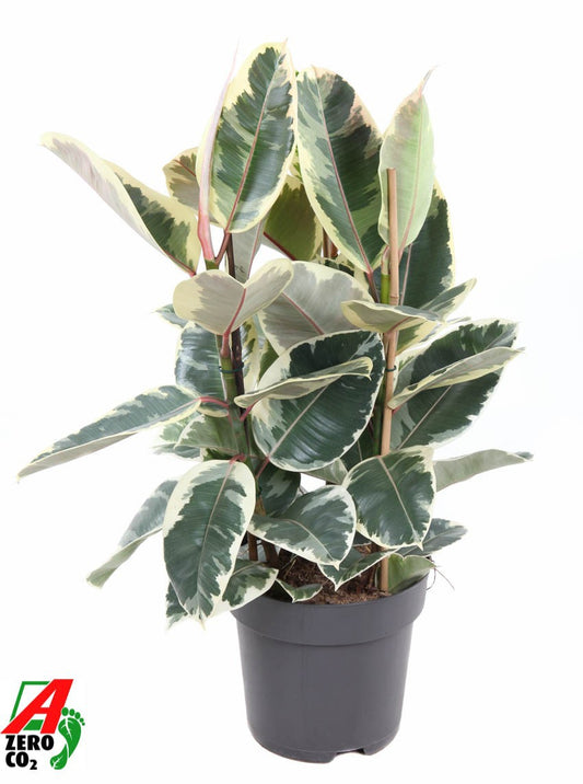 Ficus Tineke 110cm 27cm Pot