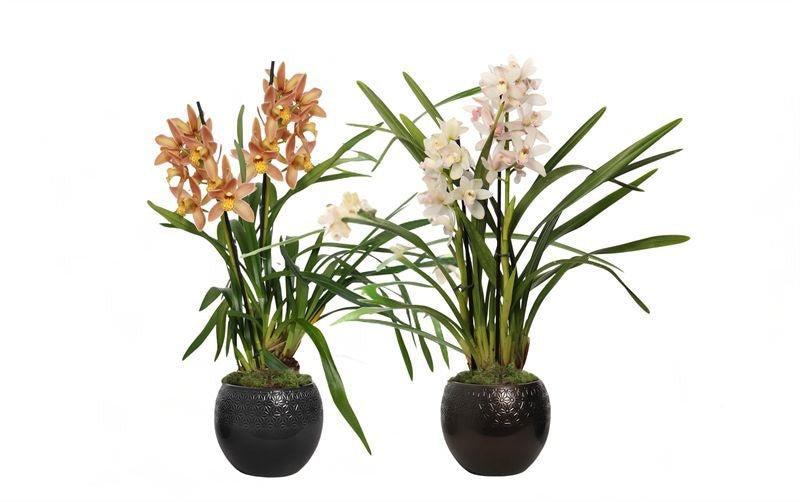 Cymbidium mix 50cm 12cm Pot