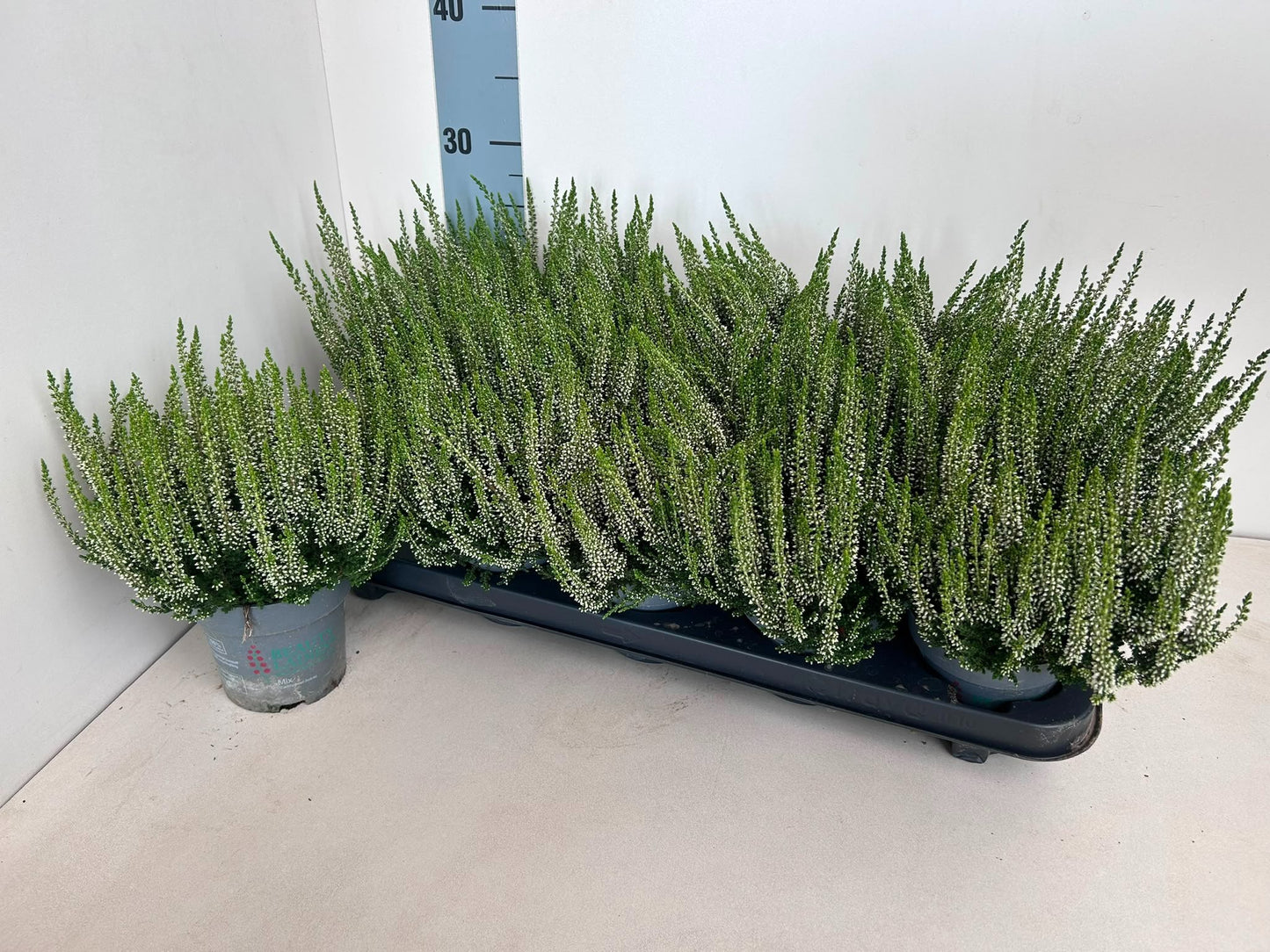 Gartenbau Janshen Gbr Calluna Beauty Ladies white Pack of 10