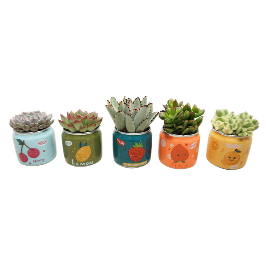 Succulent mix 10cm 5.5cm Pot