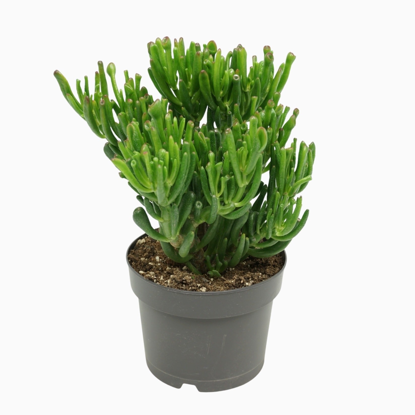 Crassula Gollum 25cm 17cm Pot