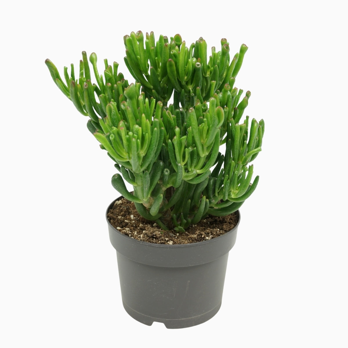 Crassula Gollum 25cm 17cm Pot