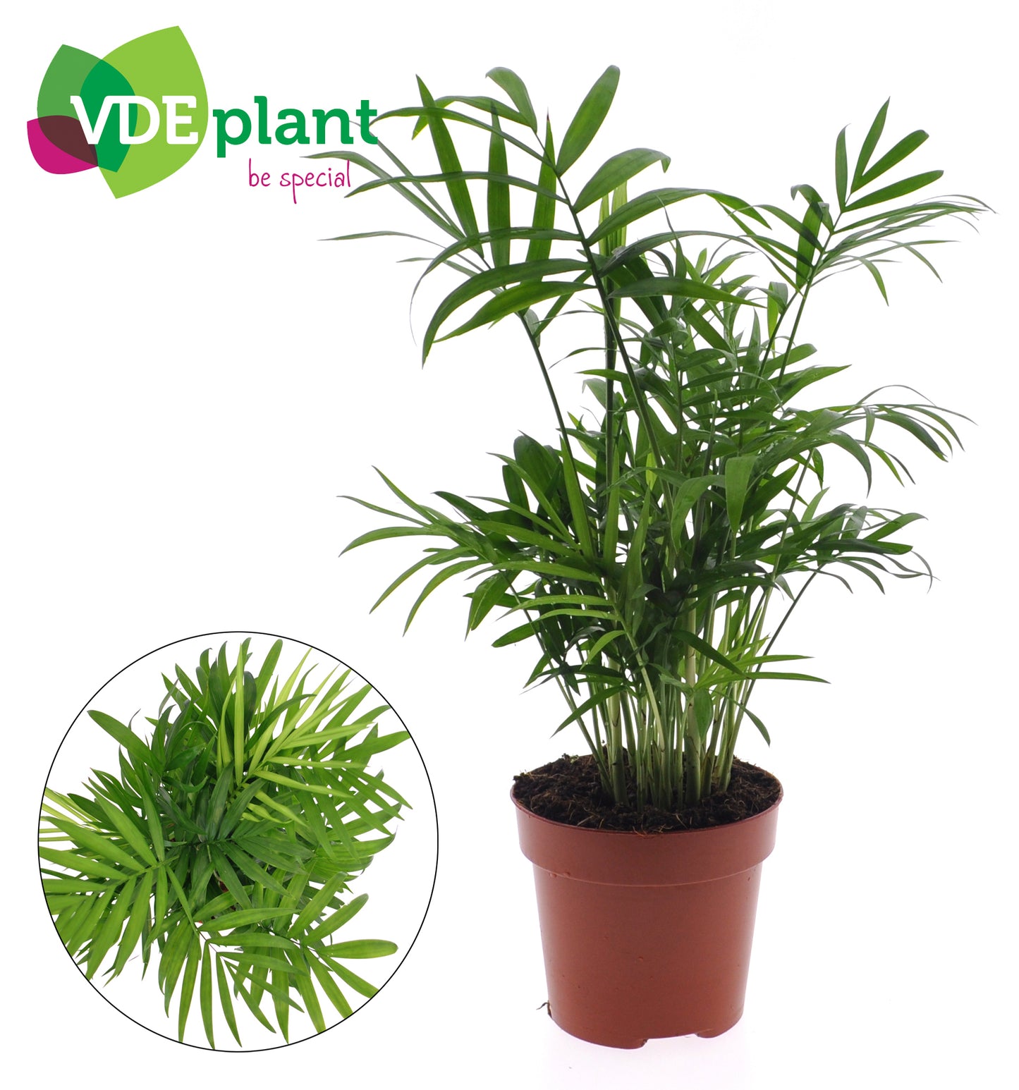 VDE plant BV Chamaedorea elegans Pack of 8