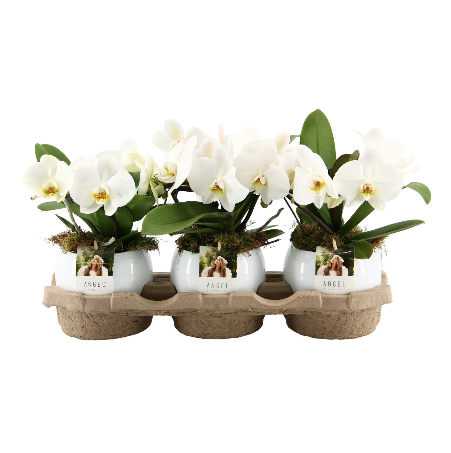 Phalaenopsis white Angel in Lisa pot 25cm 12cm Pot
