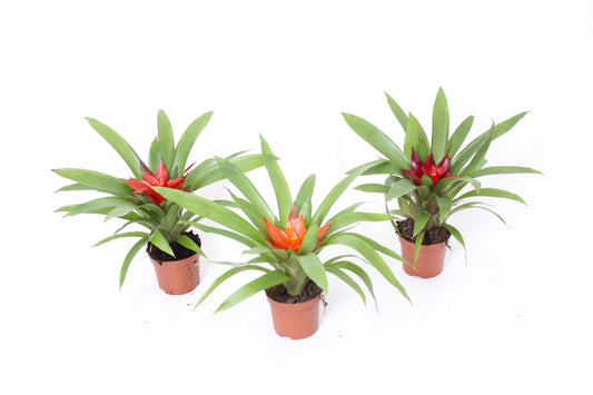 Guzmania mix 25cm 9cm Pot