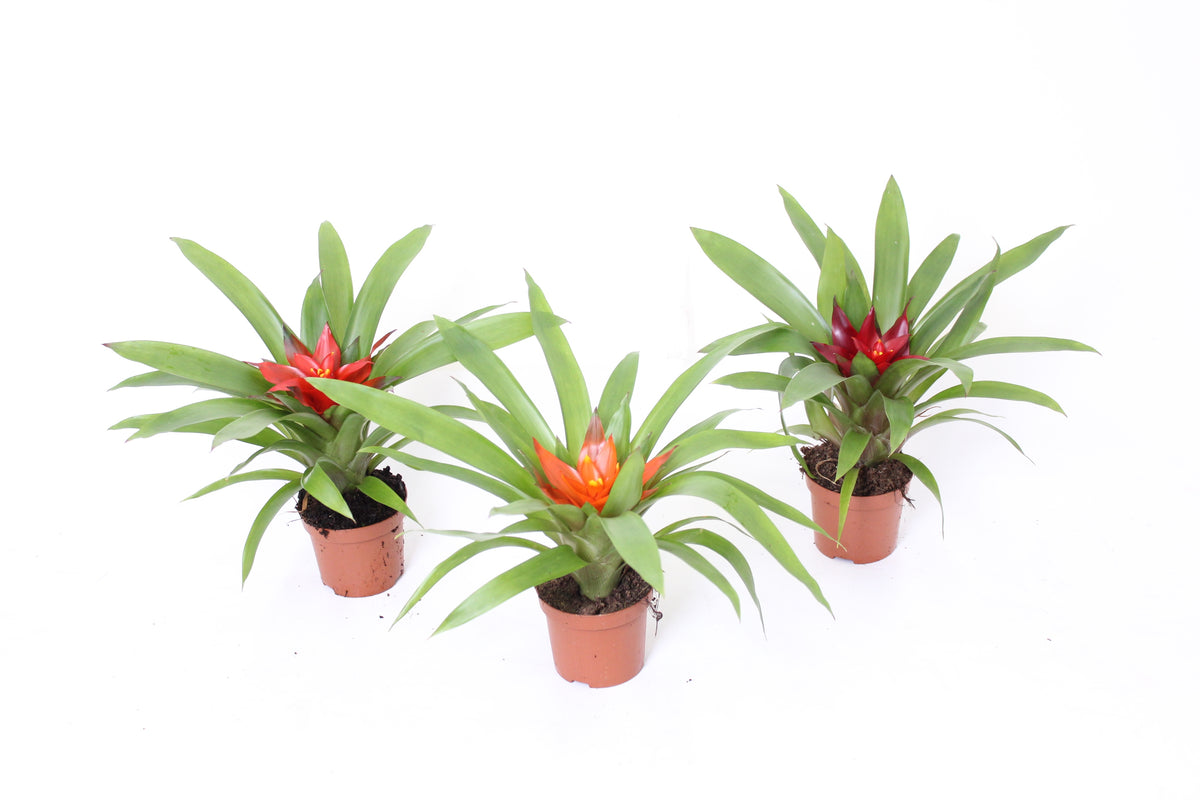 Guzmania Maduro Mix 25cm 9cm Pot
