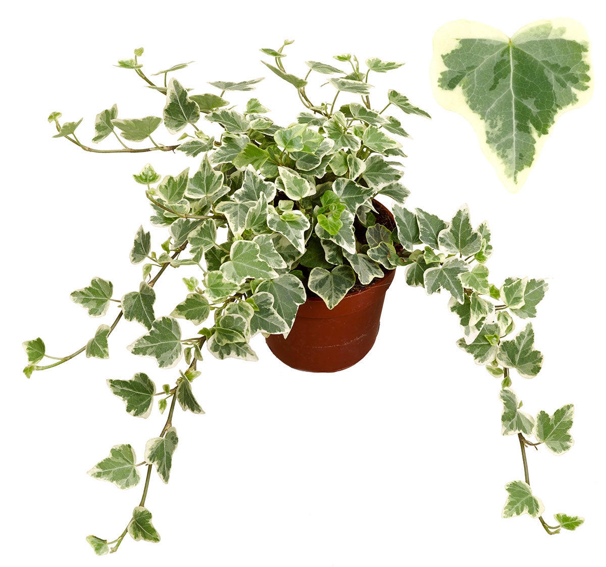 Hedera White Wonder 8.5cm Pot
